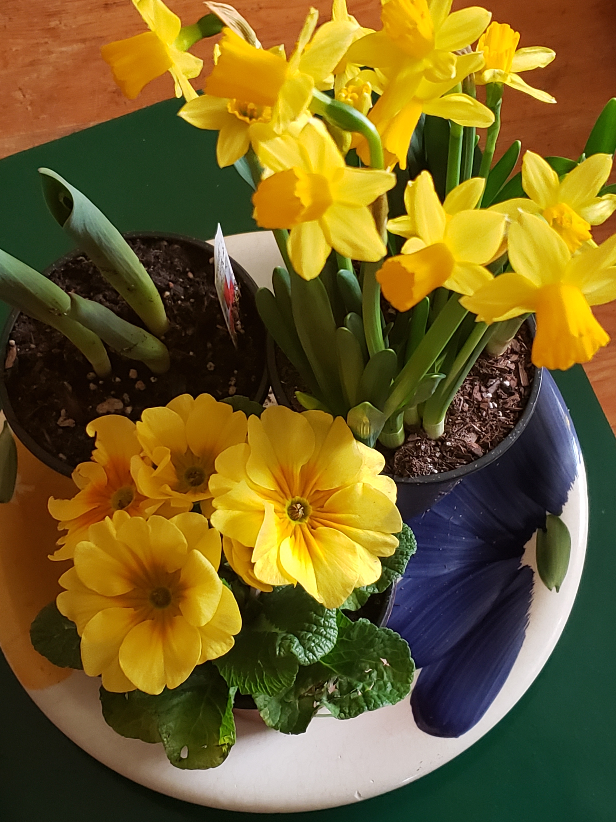 daffodils 4