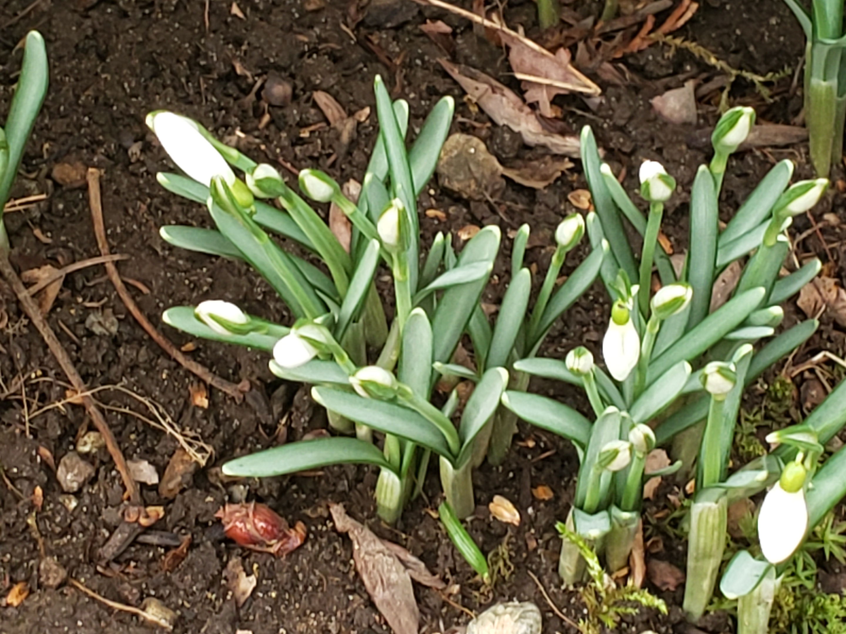 snowdrops soon to open