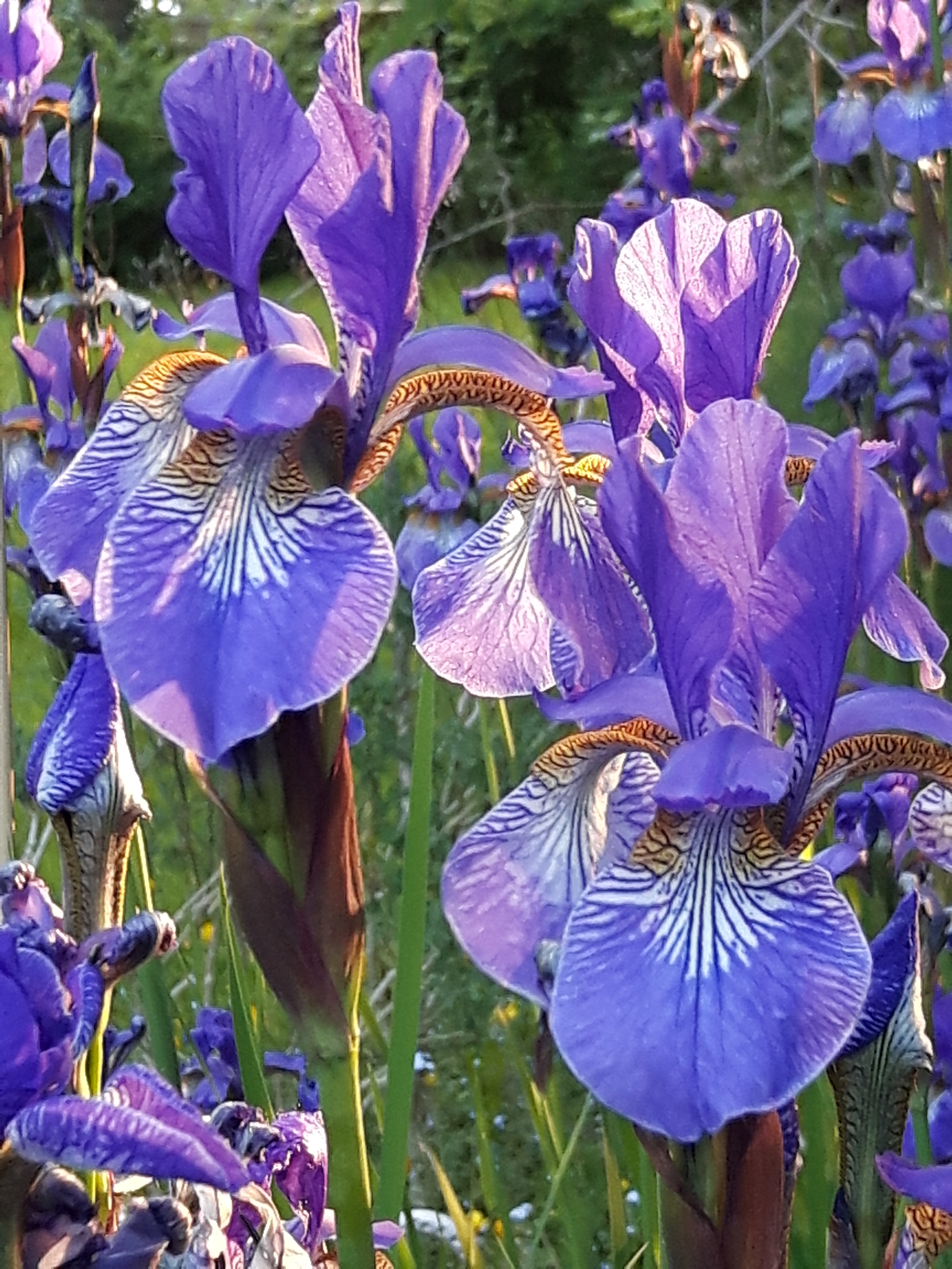 Iris closeup
