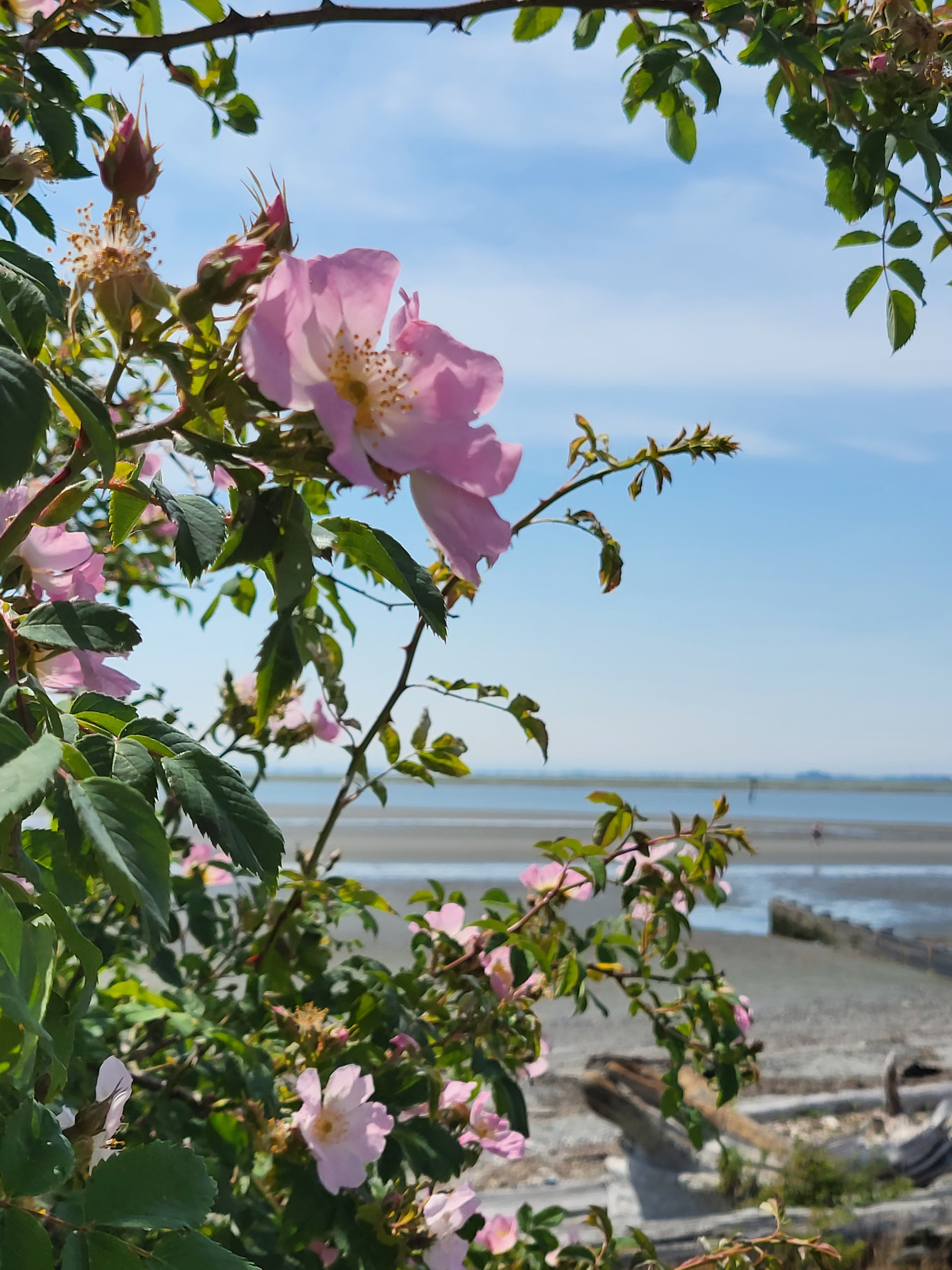 Cr.Beach, roses + ocean