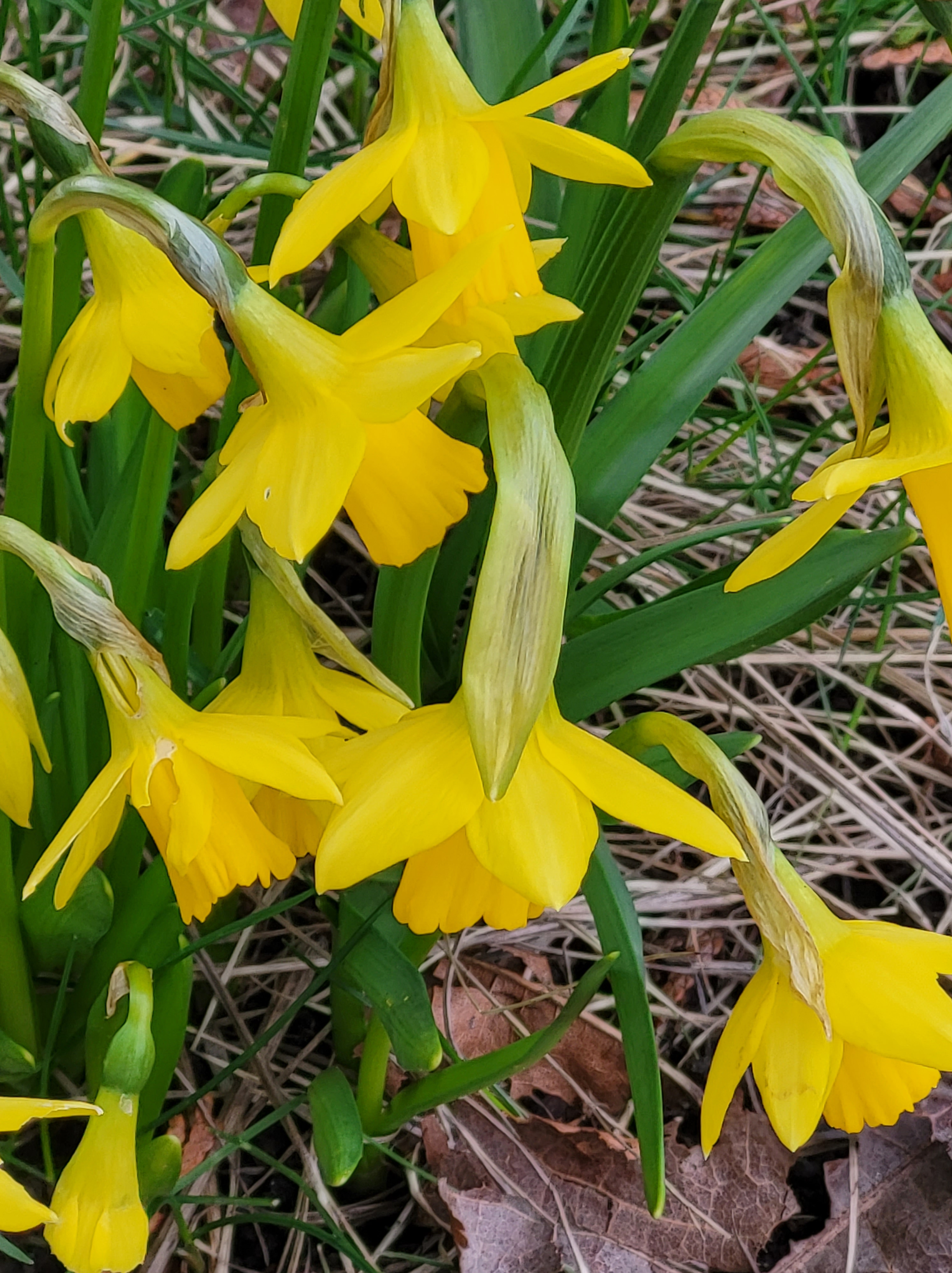 drooping daffodils