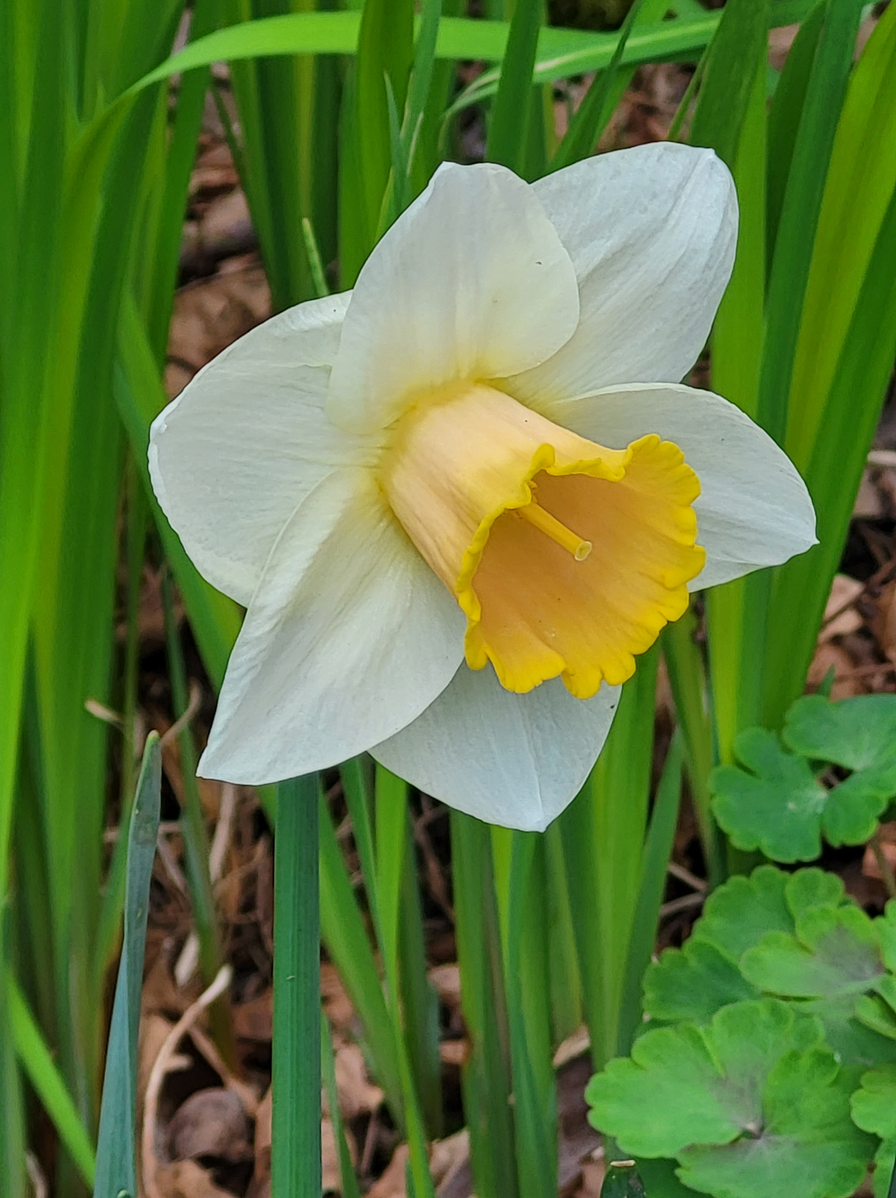 single daffodil, white &amp; yellow